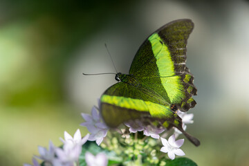 Schmetterling