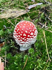 Dangerous mushroom red fly agaric (Amidella) in the autumn forest.