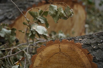 Felled trees in a public park