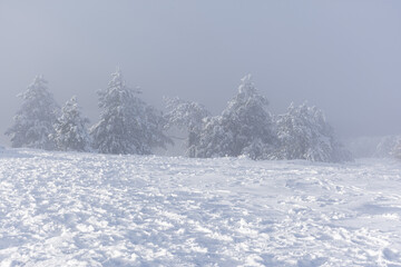 Snow pine mountains. Fabulous magical winter landscape. A walk along the slopes of the mountains in a snowfall. Incredible amazing landscape. The concept of winter tourism, outdoor recreation, travel.
