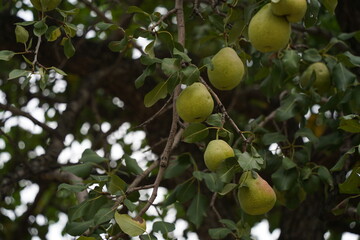 Ripe seasonal apples on tree branches in the garden