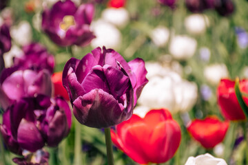 field of tulips