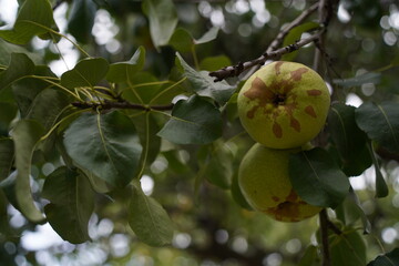 Ripe seasonal apples on tree branches in the garden