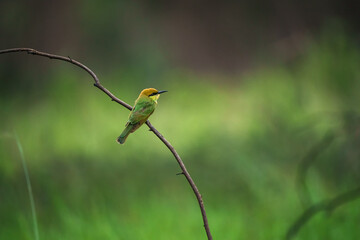 Green Bee-Eater, Little Green bee-eater, Merops Orientalis