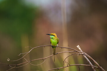 Little Green bee-eater