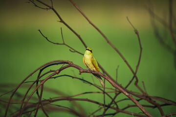 Green Bee-Eater birds perched on a branch.