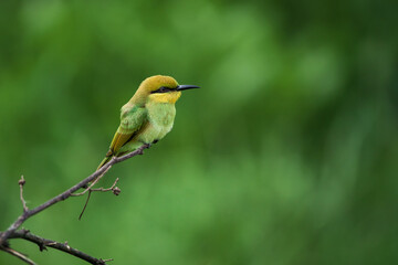 Green Bee-Eater, Little Green bee-eater, Merops Orientalis
