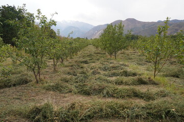 Fototapeta na wymiar Apple orchard with different varieties in the highlands