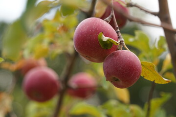 Ripe seasonal apples on tree branches in the garden