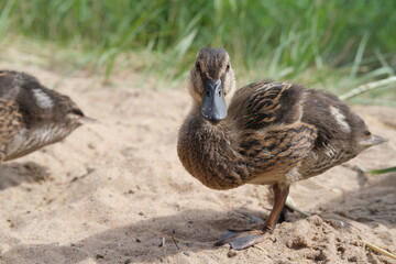 Ducklings came out of a stream overgrown with grass to eat.