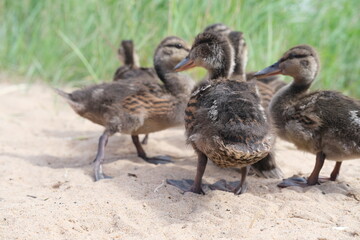 Ducklings came out of a stream overgrown with grass to eat.
