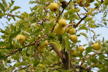 Ripe seasonal apples on tree branches in the garden