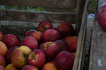 The harvested apples are laid out in containers