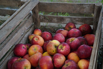The harvested apples are laid out in containers