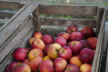 The harvested apples are laid out in containers
