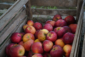 The harvested apples are laid out in containers