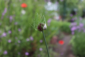 Allium vineale 'Dready' in organic garden. 'Dready' is a clump-forming, bulbous perennial.