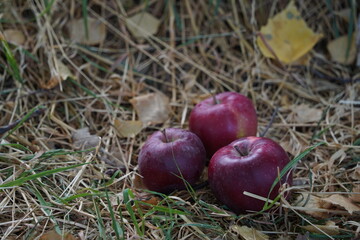 Overripe apples on the grass in the garden