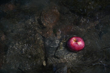Obraz na płótnie Canvas Overripe apples on the grass in the garden