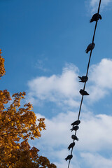 Birds warming themselves in the autumn sun