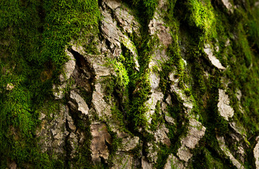 old tree bark with a green moss