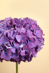 Branch of hortensia plant with delicate flowers on beige background