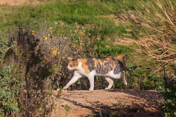 One tricolor spotted cat emerges from a bush