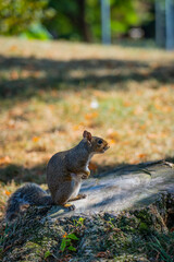 Naklejka na ściany i meble Beatiful Squirrel Looking Undisturbed In The Park Where To Get Some Food