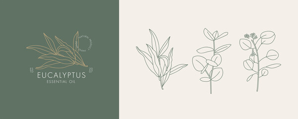 Vector illustration eucalyptus blue gum branch - vintage engraved style. Logo composition in modern botanical style.
