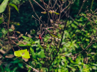 Oncopeltus is a genus of seed bugs in the family Lygaeidae, which has at least 40 described species...