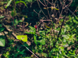 Oncopeltus is a genus of seed bugs in the family Lygaeidae, which has at least 40 described species in Oncopeltus.