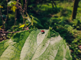 Oncopeltus is a genus of seed bugs in the family Lygaeidae, which has at least 40 described species...