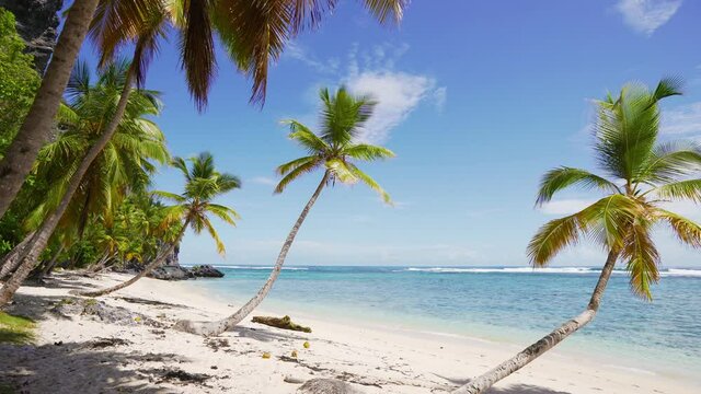 Travel to Palm Paradise. White clean wild palm beach landscape. Vacation by the sea on a white sand beach. Beautiful beach in the ocean landscape.