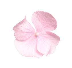 Beautiful light pink hortensia plant floret isolated on white