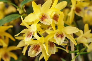 Dendrobium Stardust flower with center focus and rest of image blurred
