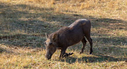 A common warthog feeds in a dry patch in the African countryside