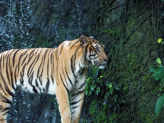 Tiger resting on the background of a waterfall from Thailand focus on the body of the tiger
