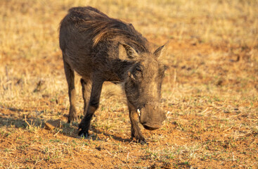 A common warthog feeds in a dry patch in the African countryside
