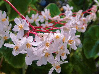 la begonia es un tipo de planta muy florecida, sus flores son muy duraderas.
pertenece a la familia...