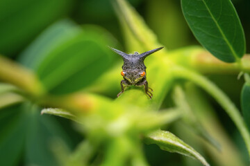 Close-up image of a Strange treehopper on a green leaf.