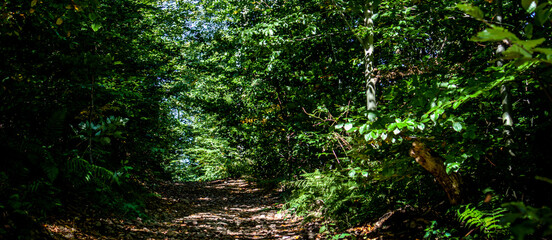 In the woods / Poland