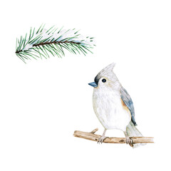 A watercolor bird on a branch and a twig of spruce with snow. Images for the clipart on a white background