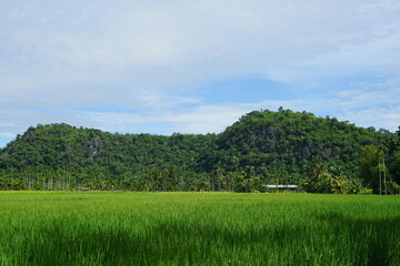 Fototapeta premium picture of mountains with greenery with the grass and the sky