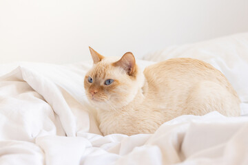 Fototapeta na wymiar Cat with blue eyes sitting in bed on white bedding side view