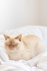 Side view of cat sleeping in bed sitting on white bedding