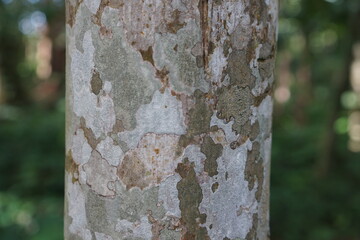 beautiful natural bark pattern