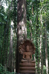 Selected the most ancient Buddha images in the forest