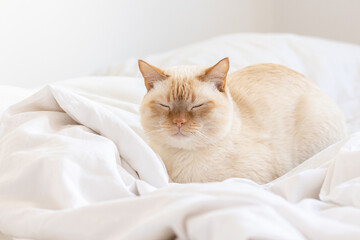 A ginger cat with blue eyes sits in bed on a white bed and dozing.