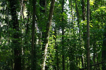 Fototapeta premium Rain forest or tropical rain forest (English: tropical rain forest) is a non-deciduous forest. It is a forest that is green all year round.