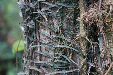 The bark (bark) is the part next to the outside of the vascular cambium. beautiful natural bark 